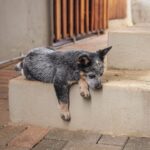 guide to diy dog fence