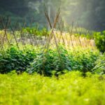 top a frame tomato trellises