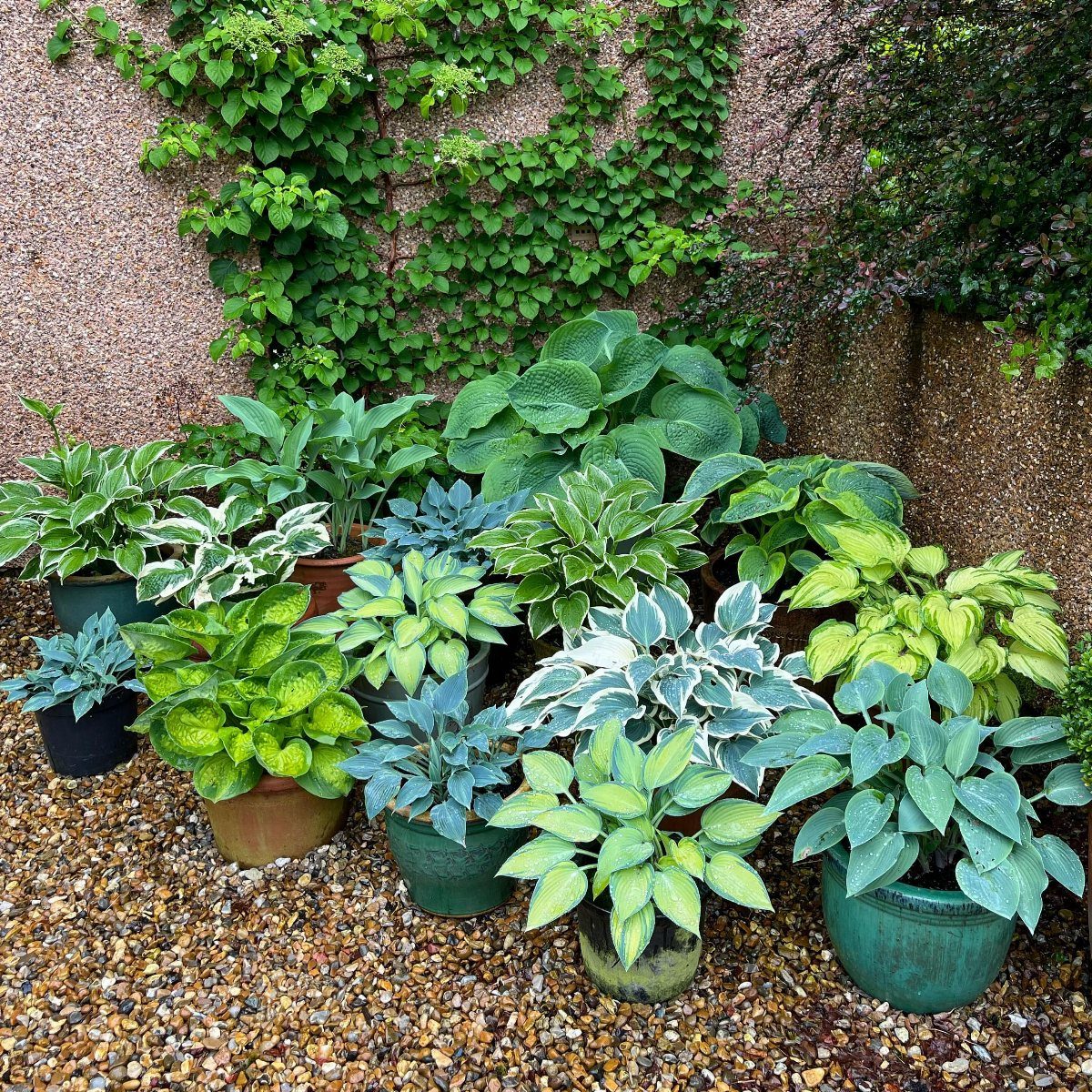 Various green and variegated hosta plants growing in ceramic pots on gravel.