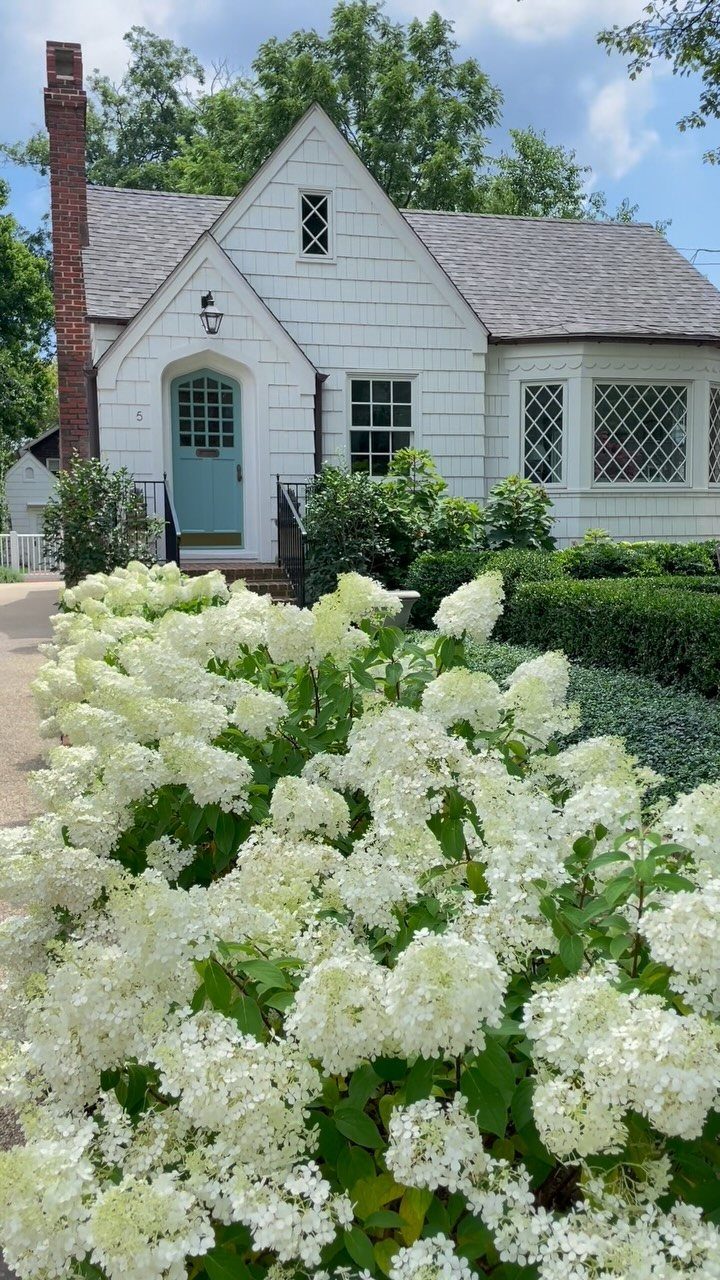 Large white hydrangea bushes blooming in front of a white cottage-style house.