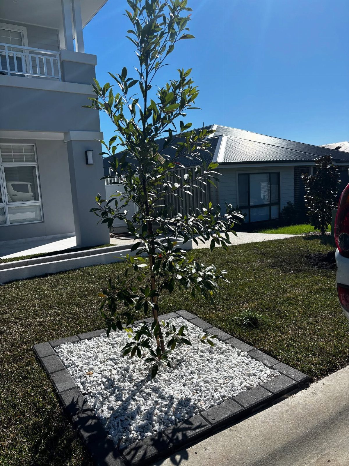 A young small tree planted in a white pebble bed surrounded by dark grey bricks.